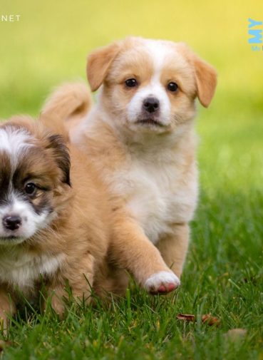 Mobile grooming fort myers, florida