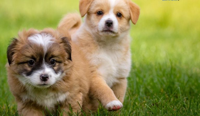 Mobile grooming fort myers, florida