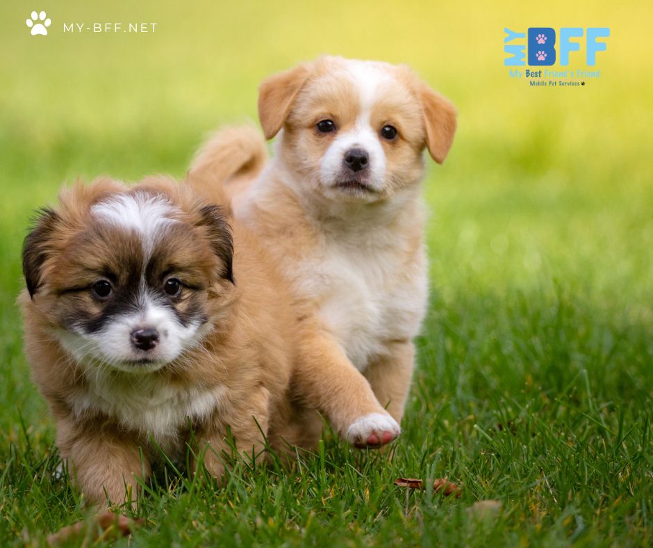 Mobile grooming fort myers, florida