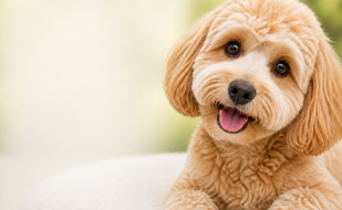 Why Dogs are less stressed with My BFF mobile grooming in ft myers and cape coral