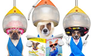 My-BFF Pet Grooming Naples, Ft Myers, Cape Coral Florida