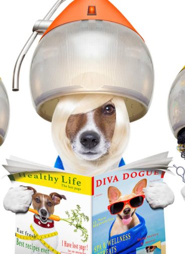 My-BFF Pet Grooming Naples, Ft Myers, Cape Coral Florida My-BFF Pet Grooming Naples, Ft Myers, Cape Coral Florida