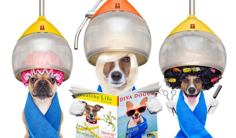 My-BFF Pet Grooming Naples, Ft Myers, Cape Coral Florida