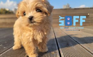 My bff mobile grooming cape coral and ft myers, florida
