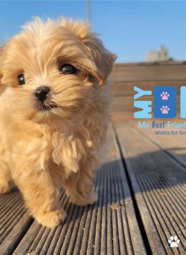 My bff mobile grooming cape coral and ft myers, florida