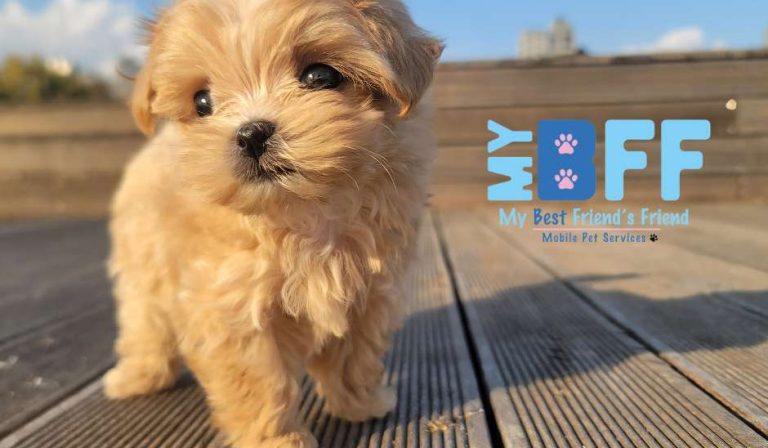 My bff mobile grooming cape coral and ft myers, florida My bff mobile grooming cape coral and ft myers, florida