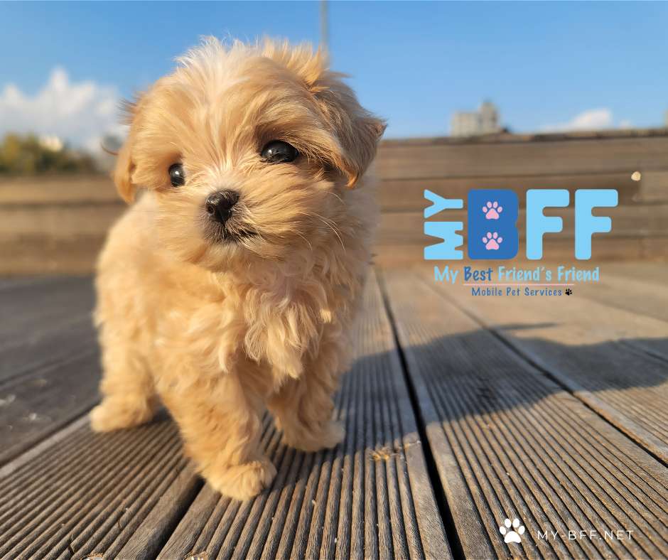 My bff mobile grooming cape coral and ft myers, florida