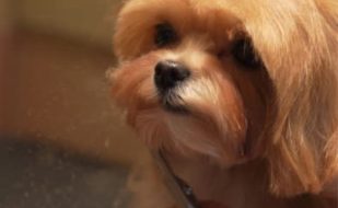 Mobile Grooming Helps Florida Dogs Survive Fur Season Mobile Grooming Helps Florida Dogs Survive Fur Season - My BFF