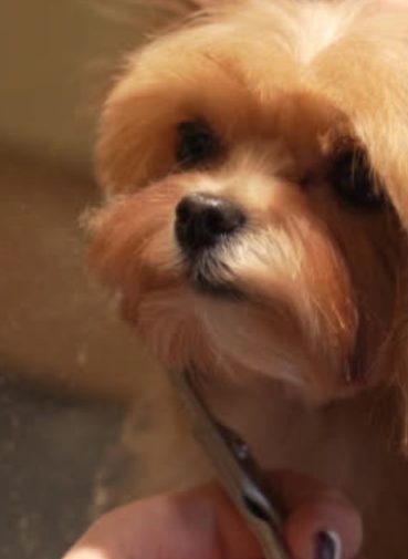 Mobile Grooming Helps Florida Dogs Survive Fur Season - My BFF