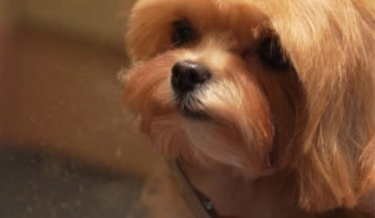 Mobile Grooming Helps Florida Dogs Survive Fur Season Mobile Grooming Helps Florida Dogs Survive Fur Season - My BFF