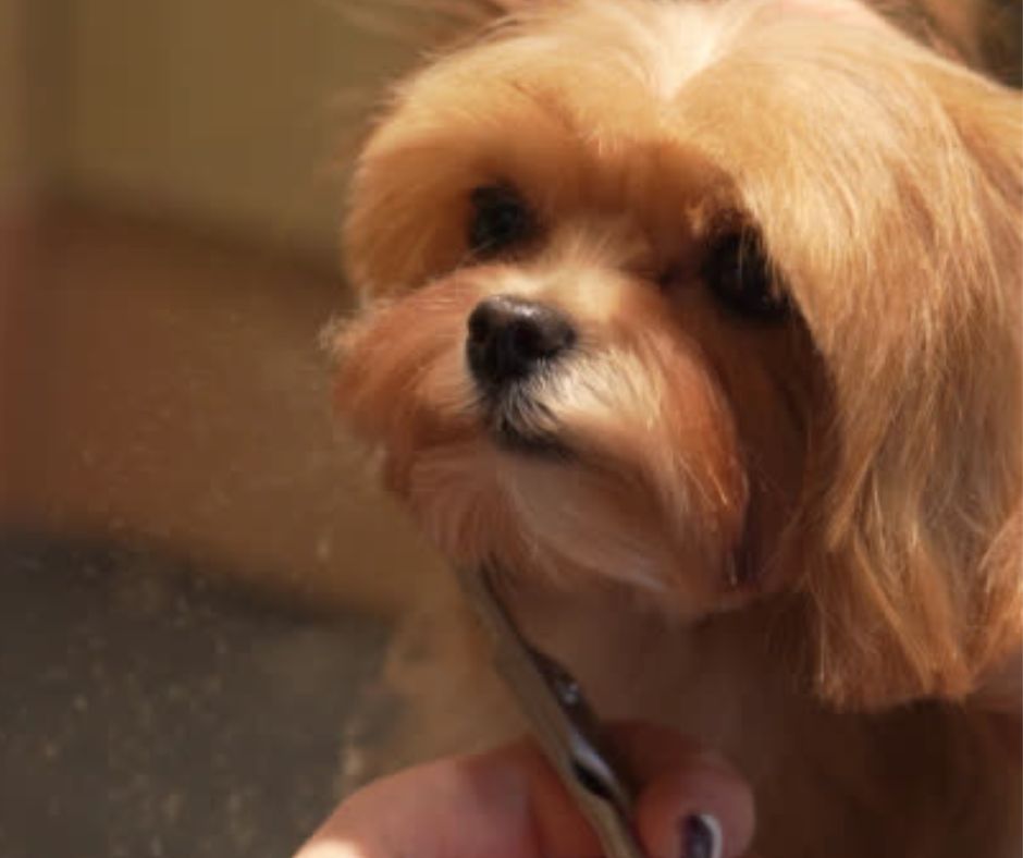 Mobile Grooming Helps Florida Dogs Survive Fur Season - My BFF