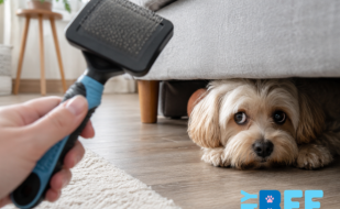 My Bff pet grooming - mobile groomer ft myers cape coral My Bff pet grooming - mobile groomer ft myers cape coral