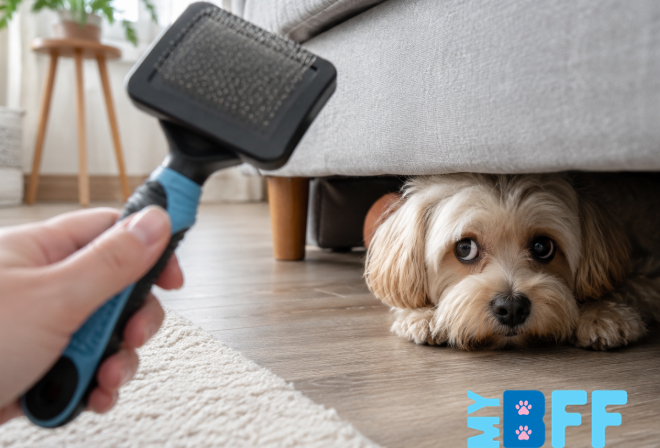 My Bff pet grooming - mobile groomer ft myers cape coral My Bff pet grooming - mobile groomer ft myers cape coral