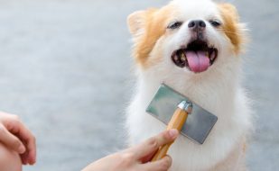 my bff mobile grooming cape coral ft myers, fl my bff mobile grooming cape coral ft myers, fl