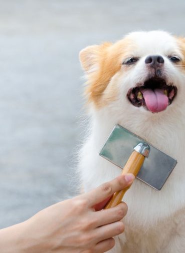 my bff mobile grooming cape coral ft myers, fl