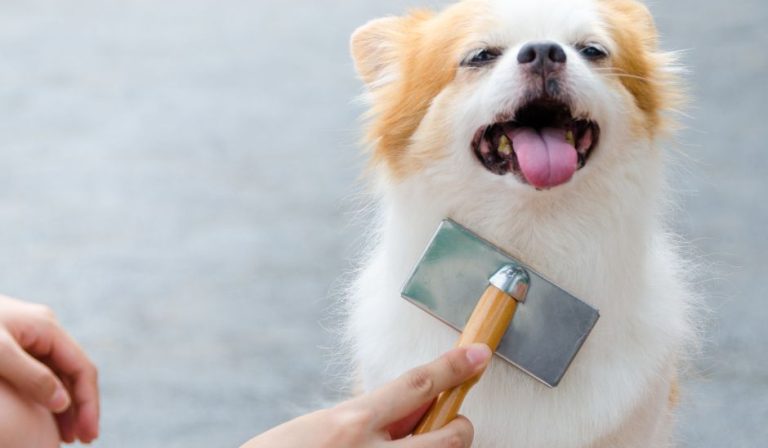 my bff mobile grooming cape coral ft myers, fl my bff mobile grooming cape coral ft myers, fl