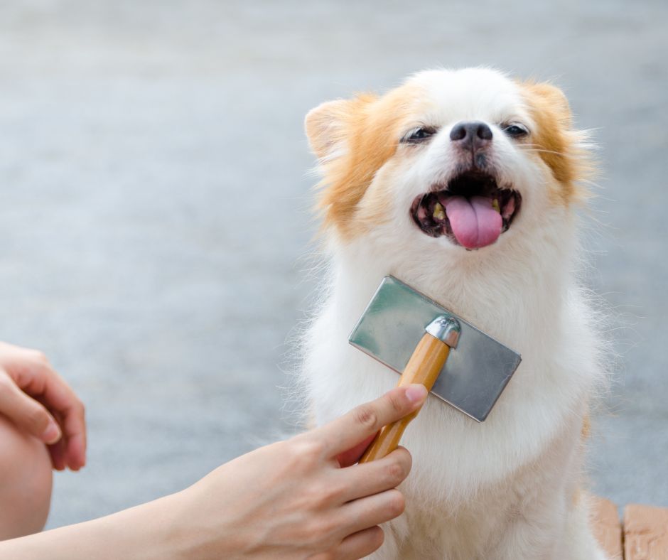 my bff mobile grooming cape coral ft myers, fl