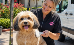 mybff mobile pet grooming ft myers mybff mobile pet grooming ft myers