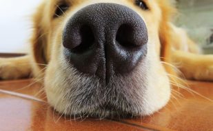 How to get rid of that DOG SMELL one mobile groomer speaks up ft myers cape coral my bff (1) How to get rid of that DOG SMELL one mobile groomer speaks up ft myers cape coral my bff (1)