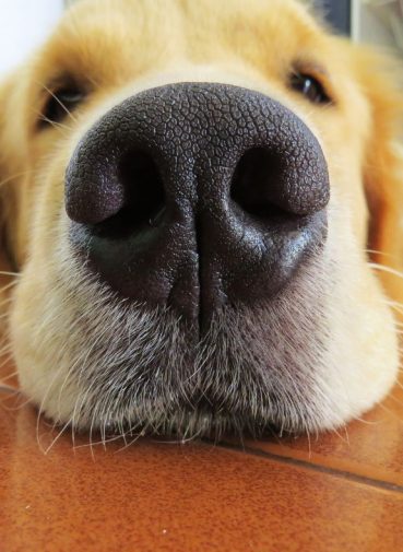 How to get rid of that DOG SMELL one mobile groomer speaks up ft myers cape coral my bff (1)