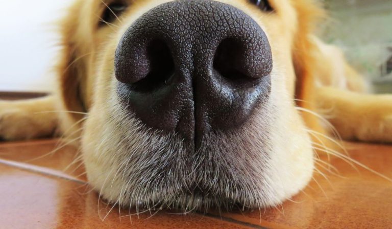 How to get rid of that DOG SMELL one mobile groomer speaks up ft myers cape coral my bff (1) How to get rid of that DOG SMELL one mobile groomer speaks up ft myers cape coral my bff (1)