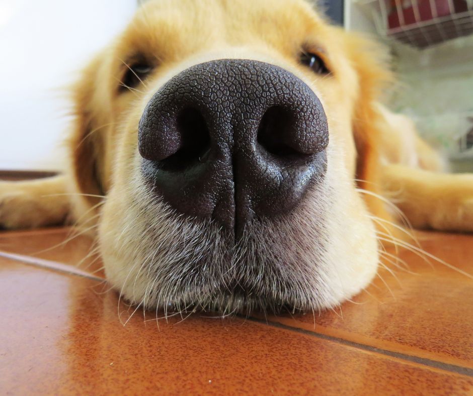 How to get rid of that DOG SMELL one mobile groomer speaks up ft myers cape coral my bff (1)