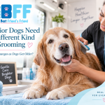 Senior Dogs Require a Different Kind of Grooming