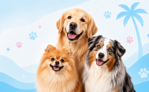 My BFF should you shave double coated dogs in florida 1