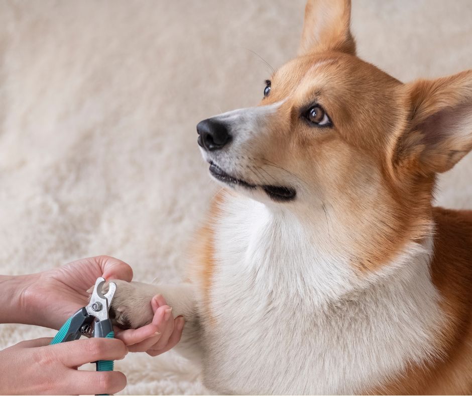 My BFF Dog Nail trimming mobile groomer